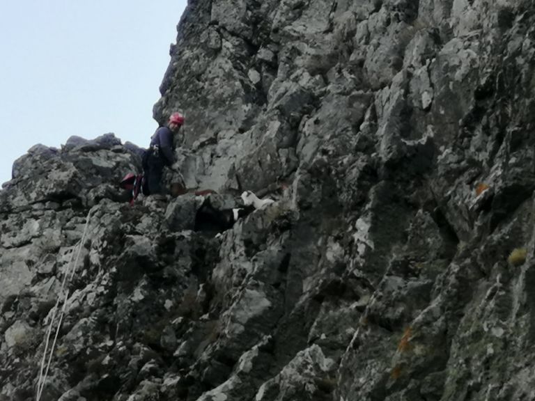 Madra Dağı’nda mahsur kalan 7 keçi 6 saatte kurtarıldı