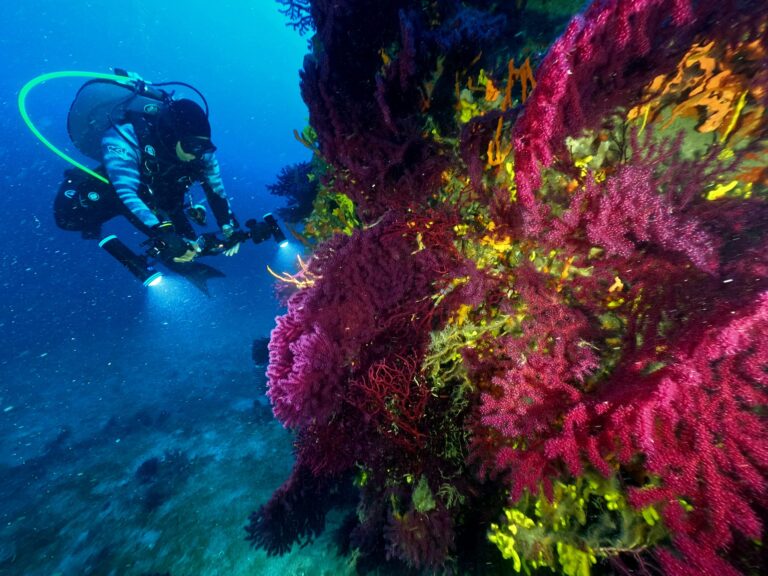 Su altı sanatçıları Ayvalık´ın kırmızı mercanlarını görüntüledi